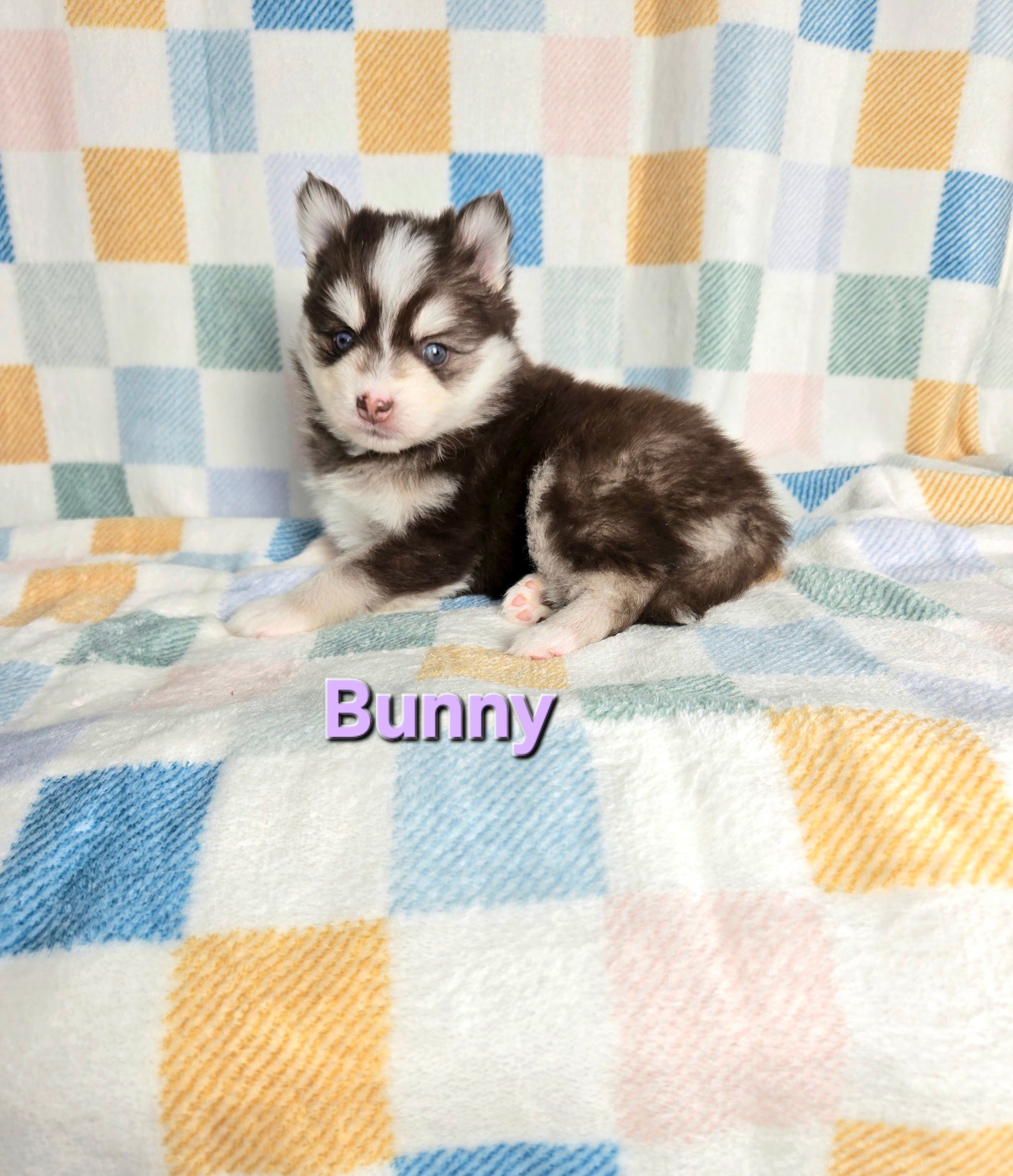 Bunny (FEMALE)