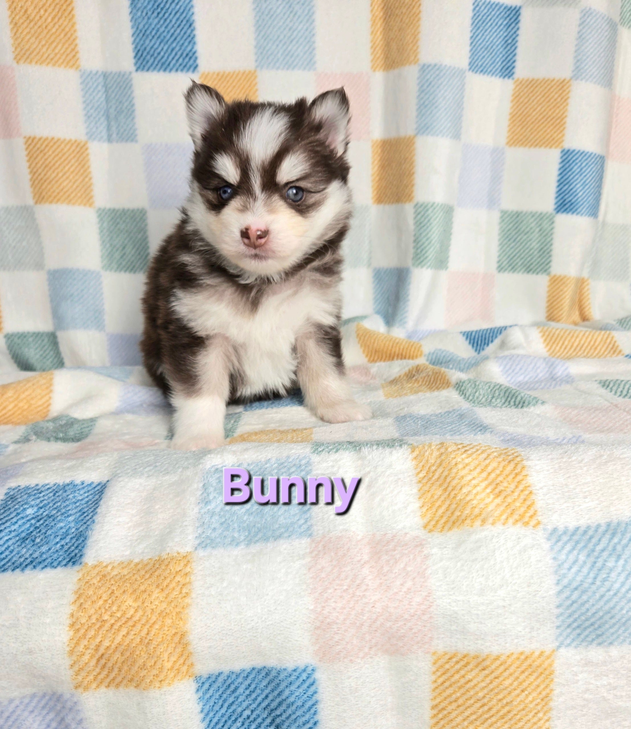 Bunny (FEMALE)